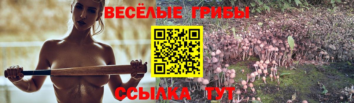 Псилоцибиновые грибы Psilocybe Алексеевка